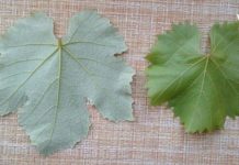 ვაზის ფოთლებისგან უებარი წამალი მზადდება და ის ბევრ დაავადებას კურნავს.