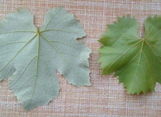 ვაზის ფოთლებისგან უებარი წამალი მზადდება და ის ბევრ დაავადებას კურნავს.