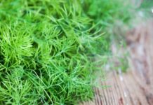 გსმენიათ კამის სამკურნალო თვისებების შესახებ? ის აფთიაქის გზას დაგავიწყებთ!