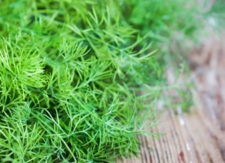 გსმენიათ კამის სამკურნალო თვისებების შესახებ? ის აფთიაქის გზას დაგავიწყებთ!