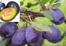 შავი ქლიავი – ყველაზე ძლიერი ბუნებრივი ანტიოქსიდანტი. გაიგეთ, რა დაავადებებისგან გიცავთ ეს ჯადოსნური ხილი