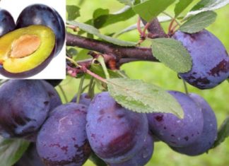 შავი ქლიავი – ყველაზე ძლიერი ბუნებრივი ანტიოქსიდანტი. გაიგეთ, რა დაავადებებისგან გიცავთ ეს ჯადოსნური ხილი