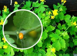 შეკრულობის წინააღმდეგ ეფექტური ქრისტესისხლასა და რძის კომბინაცია საუკეთესოა