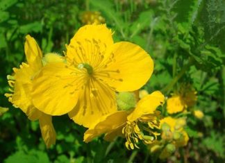 შესანიშნავი მკურნალი შეკრულობის დროს.