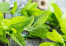 ექიმებმა ისაუბრეს თუ რა გავლენას ახდენს პიტნა ადამიანის ჯანმრთელობაზე – რეკომენდებულია მისი ხშირად მიღება!