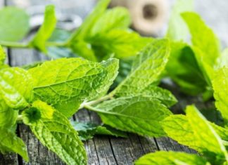 ექიმებმა ისაუბრეს თუ რა გავლენას ახდენს პიტნა ადამიანის ჯანმრთელობაზე – რეკომენდებულია მისი ხშირად მიღება!