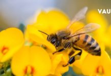 თუ თქვენ აქამდე არ გსმენიათ მკვდარი ფუთკრებით მკურნალობის შესახებ – ეს სტატია თქვენთვისა