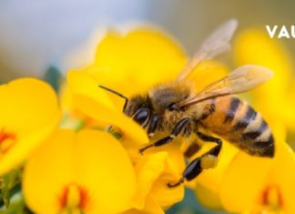 თუ თქვენ აქამდე არ გსმენიათ მკვდარი ფუთკრებით მკურნალობის შესახებ – ეს სტატია თქვენთვისა