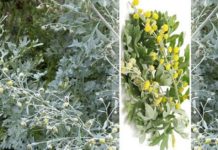 ღვიძლი იკურნება ბალახებით