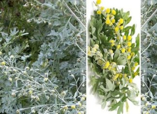 ღვიძლი იკურნება ბალახებით