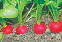 კურნავს ბევრ დაავადებას: შავი ბოლოკი 2 კვირაში აშორებს კენჭებს თირკმელებიდან და ნაღვლის ბუშტიდან