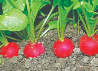 კურნავს ბევრ დაავადებას: შავი ბოლოკი 2 კვირაში აშორებს კენჭებს თირკმელებიდან და ნაღვლის ბუშტიდან