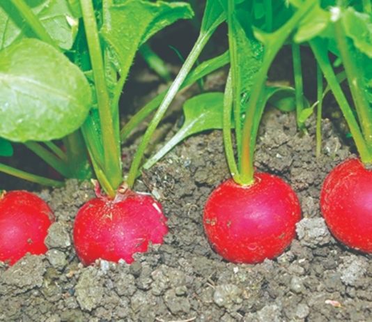 კურნავს ბევრ დაავადებას: შავი ბოლოკი 2 კვირაში აშორებს კენჭებს თირკმელებიდან და ნაღვლის ბუშტიდან