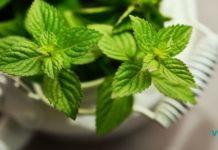 საოცრად სასარგებლო პიტნის ნაყენი, რომლის ეფექტურობა მართლაც,რომ დასაფასებელია!! თავადვე განსაჯეთ ..