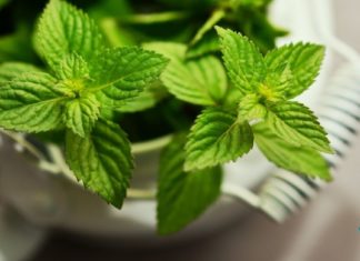 საოცრად სასარგებლო პიტნის ნაყენი, რომლის ეფექტურობა მართლაც,რომ დასაფასებელია!! თავადვე განსაჯეთ ..