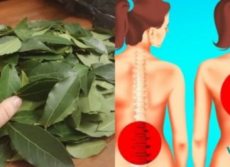 როგორ მოვირჩინოთ წელის ტკივილი დაფნის ფოთოლის დახმარებით! – სასწაულმოქმედი რეცეპტი მოხუცი მკურნალის წიგნაკიდან.