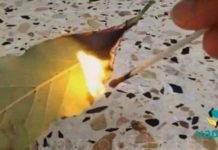 დაწვით დაფნის ფოთოლი თქვენს სახლში და ნახეთ რა მოხდება სულ რაღაც 10 წუთში!