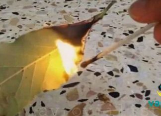 დაწვით დაფნის ფოთოლი თქვენს სახლში და ნახეთ რა მოხდება სულ რაღაც 10 წუთში!