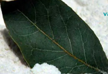 მას ღმერთის კურთხევას ეძახიან! რადგან კურნავს დიაბეტს, არტერიულ წნევას და უძილობას..