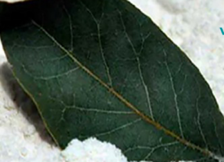 მას ღმერთის კურთხევას ეძახიან! რადგან კურნავს დიაბეტს, არტერიულ წნევას და უძილობას..