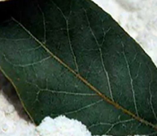 მას ღმერთის კურთხევას ეძახიან! რადგან კურნავს დიაბეტს, არტერიულ წნევას და უძილობას..