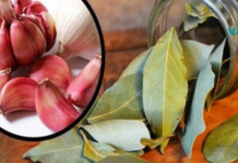 წარმოუდგენელია: არასდროს მიფიქრია, რომ ბოთლში 7 ცალი დაფნის და 7 კბილი ნივრის მოთავსებით შეიძლებოდა ასეთი საოცრება მომხდარიყო!