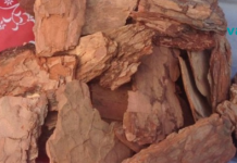 ფიჭვის ქერქი დაგეხმარებათ დიდხანს შეინარჩუნეთ ახალგაზრდობა და მალე არ დაბერდეთ!!