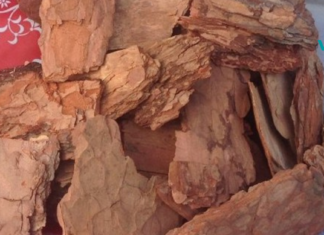 ფიჭვის ქერქი დაგეხმარებათ დიდხანს შეინარჩუნეთ ახალგაზრდობა და მალე არ დაბერდეთ!!