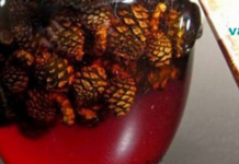 გირჩების ნაყენი რომელსაც ხშირად იყენებენ სისხლძარღვების სამკურნალოდ!!