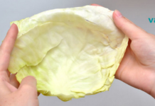 საბოლოოდ დარწმუნდით რამდენად მარტივად და სწრაფად კურნავს ხველას კომბოსტოს ფოთლები!