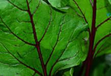 ჭარხლის ფოთლები ალცჰეიმერთან და ანემიასთან საბრძოლველად გამოიყენება! იცოდით ამის შესახებ?!