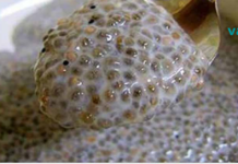 გაათავისუფლეთ თქვენი ნაწლავები ყველანაირი სახის ნარჩენებისგან! მხოლოდ და მხოლოდ ამ საშუალების ერთი კოვზით!