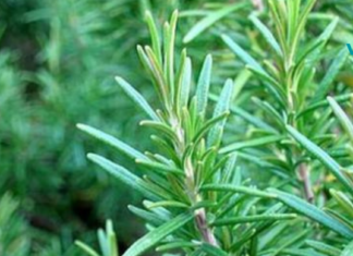 როგორ გავზარდოთ როზმარინი სახლში და მისგან მივიღოთ უზარმაზარი სარგებელი!