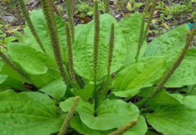 ერთ-ერთი საუკეთესო სამკურნალო მცენარე!! დაე ყველა იცნობდეთ მას..