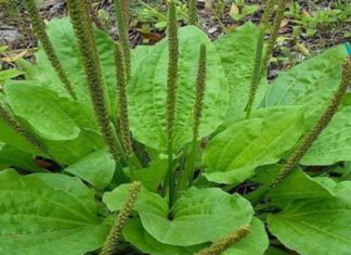 ერთ-ერთი საუკეთესო სამკურნალო მცენარე!! დაე ყველა იცნობდეთ მას..