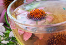 იმისთვის რომ სისხლი ყოველთვის სუფთა იყოს – მიიღეთ ექინაცეას ეს საოცარი ინფუზია!