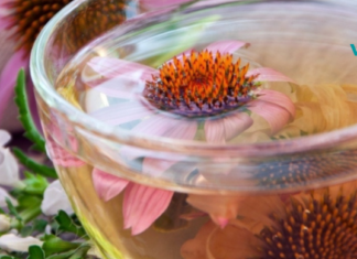 იმისთვის რომ სისხლი ყოველთვის სუფთა იყოს – მიიღეთ ექინაცეას ეს საოცარი ინფუზია!