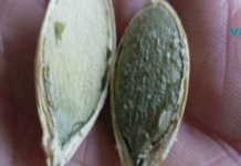 ეს თესლი ანადგურებს გადაგვარებულ უჯრედებს, აუმჯობესებს მხედველობას და ძილის ხარისხს!