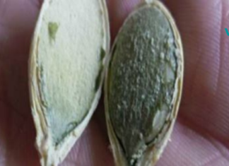 ეს თესლი ანადგურებს გადაგვარებულ უჯრედებს, აუმჯობესებს მხედველობას და ძილის ხარისხს!