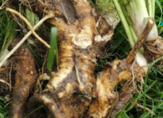 აუმჯობესებს მეხსიერებას 80%-მდე, ადნობს ცხიმებს და ასევე აუმჯობესებს მხედველობასა და სმენას: ყველაზე ძლიერი მეთოდი, რაც კი ოდესმე გიცდიათ!