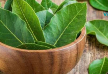 რისი მკურნალობა შეუძლია დაფნის ფოთოლს?!..