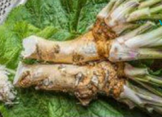 გააუმჯობესე მეხსიერება 80%, მხედველობა, სმენა და ცხიმის დნობაც კი: ყველაზე ძლიერი დანამატი, რაც კი ოდესმე გიცდიათ!