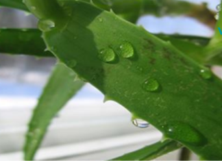 ალოე ვერა და ქოქოსის ზეთი: ორი სუპერსაკვები, რომლებიც შექმნილია აკნეს სამკურნალოდ