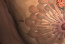 პროდუქტმა, რომელსაც ჩვენ ყოველდღიურად ვიყენებთ, შესაძლოა გამოიწვიოს ძუძუს სერიოზულ პრობლემები!! იცოდით ამის შესახებ?!..