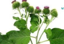 როგორ გავწმინდოთ ტვინის სისხლძარღვები?! ტრადიციული ეფექტური საშუალება..