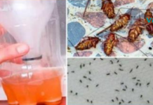 როგორ მოვიცილოთ ტარაკნები, ჭიანჭველები, კოღოები და ბუზები სახლიდან..!