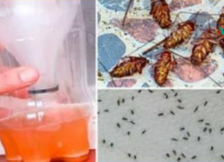 როგორ მოვიცილოთ ტარაკნები, ჭიანჭველები, კოღოები და ბუზები სახლიდან..!