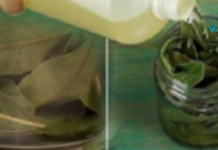 აი, როგორ უნდა გამოიყენოთ დაფნის ფოთოლი, რათა აავსოთ თქვენი სხეული და გონება ენერგიით!