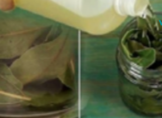 აი, როგორ უნდა გამოიყენოთ დაფნის ფოთოლი, რათა აავსოთ თქვენი სხეული და გონება ენერგიით!