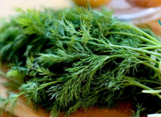 კამა, როგორც ჯადოსნური თვისებების მქონე მცენარე!! ტრადიციული მედიცინის აღმოჩენაა..